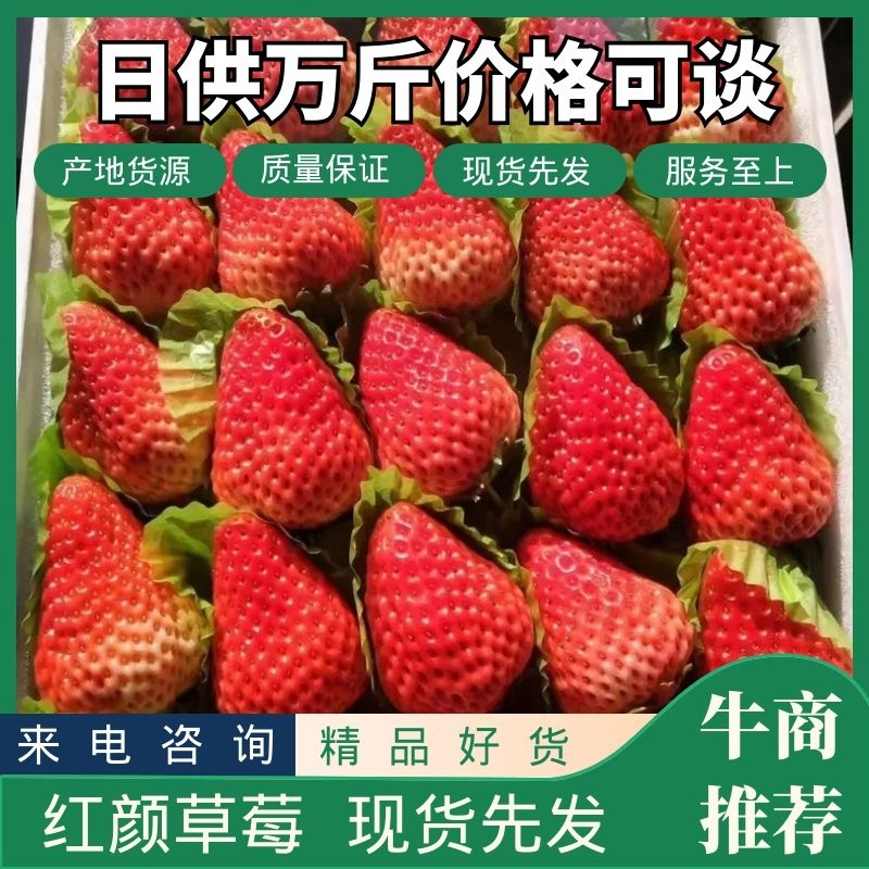 【精品】优质红颜草莓大量上市品质优供应市场商超电商