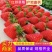 【推荐】长丰红颜草莓产地供应供应市场电商商超