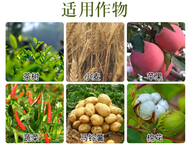 20%联苯菊酯噻虫胺联苯噻虫胺悬浮剂黄条跳甲农药杀虫