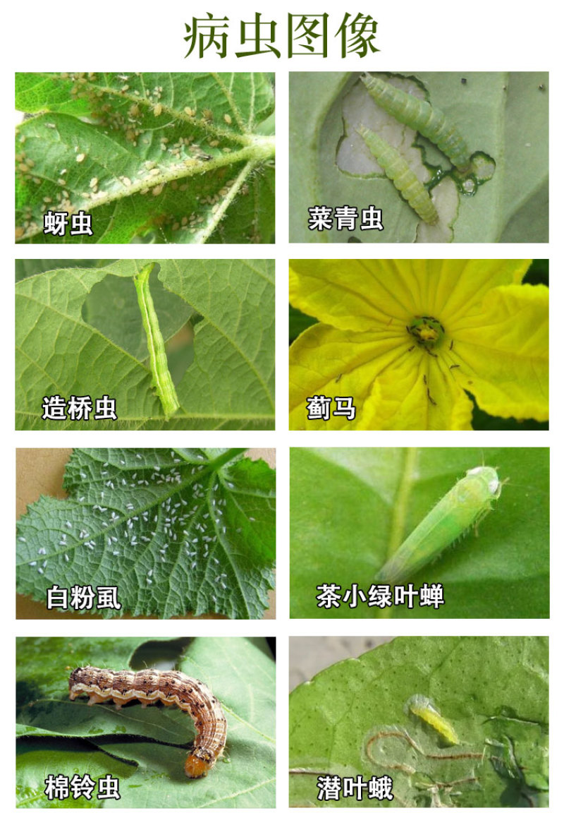 20%联苯菊酯噻虫胺联苯噻虫胺悬浮剂黄条跳甲农药杀虫