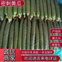 河南密刺黄瓜品质保证诚信经营接商超市场电商欢迎联系