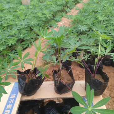 羽扇豆培育基地