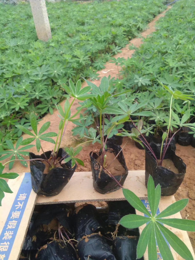 羽扇豆培育基地