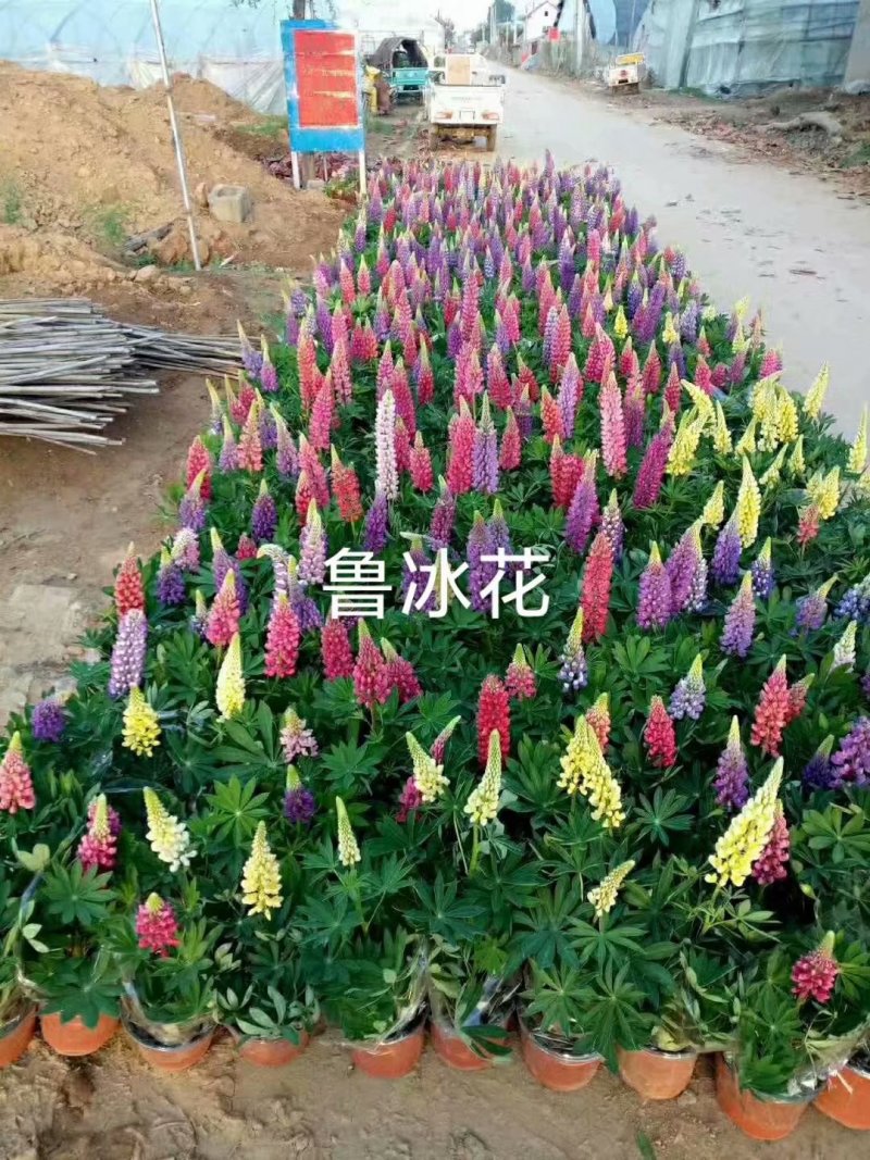 羽扇豆培育基地