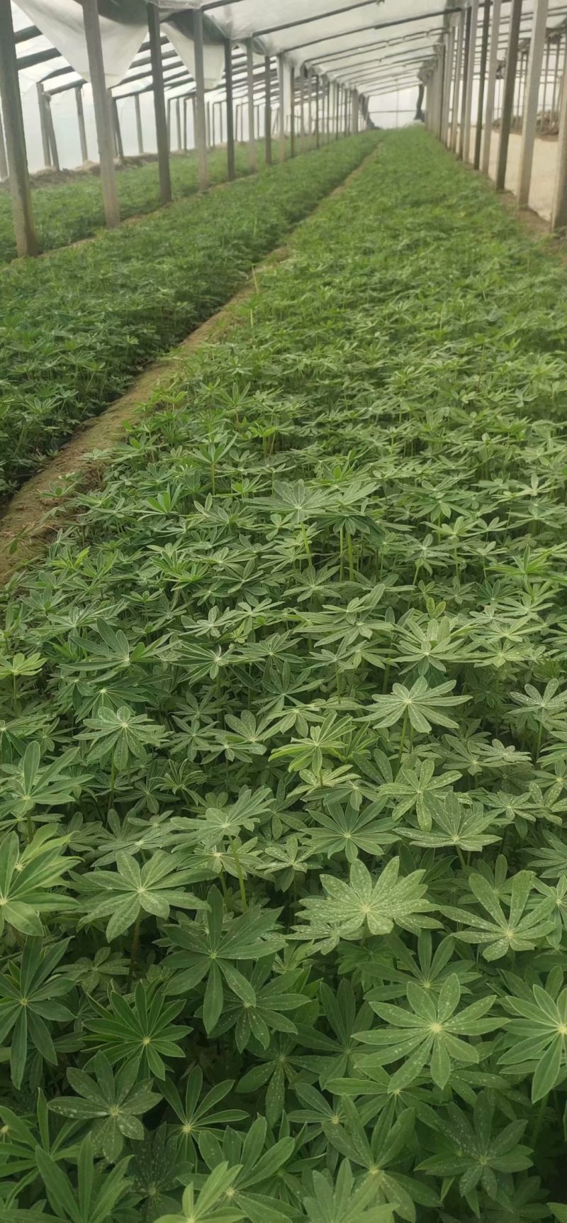 羽扇豆培育基地