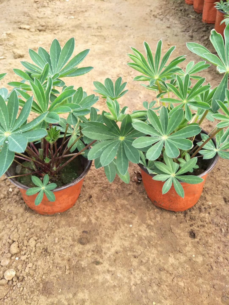 羽扇豆培育基地