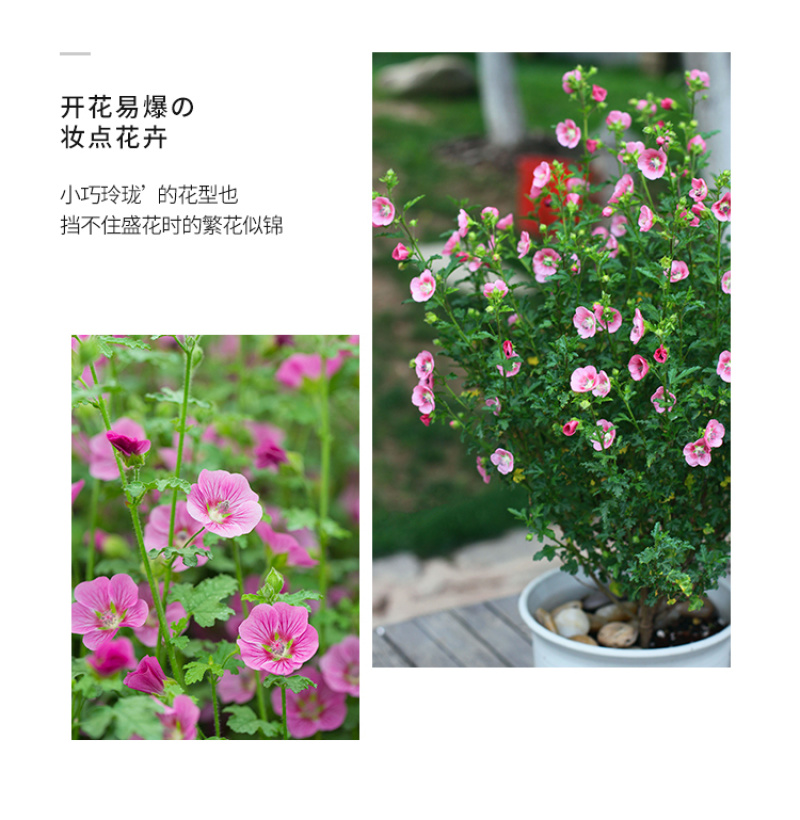 小木槿，开花机器。