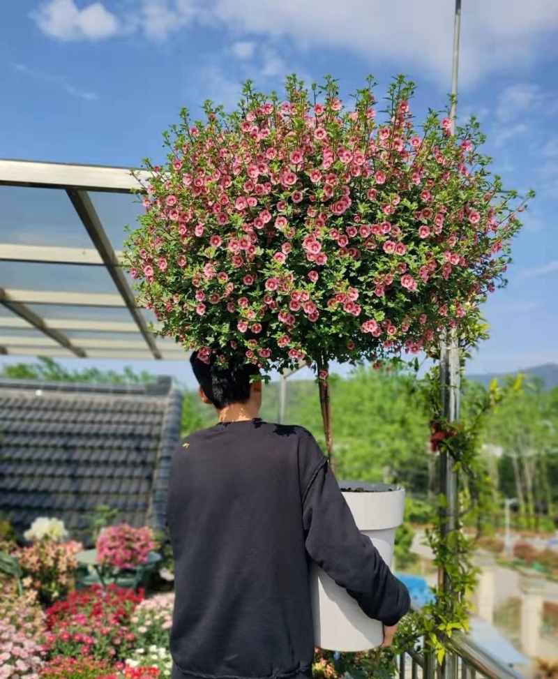 小木槿，开花机器。