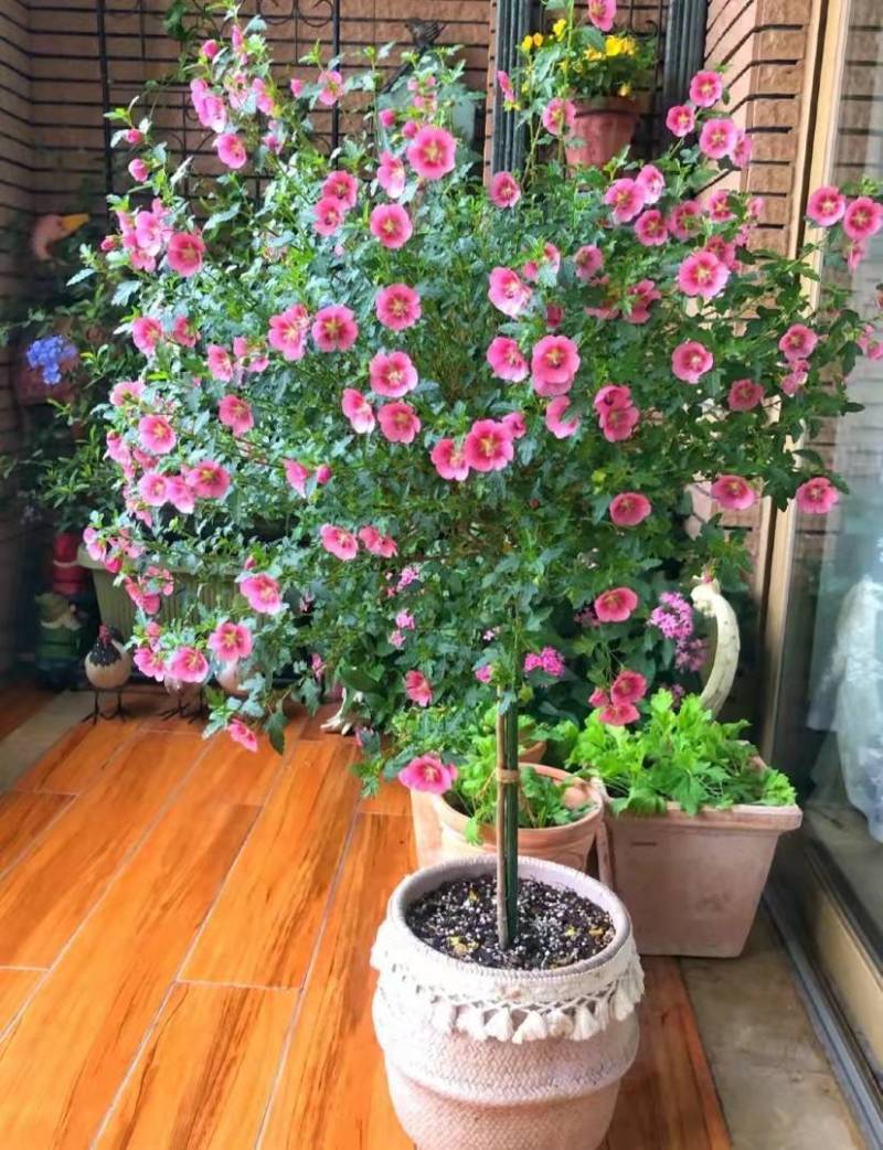 小木槿，开花机器。