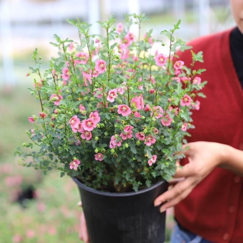 小木槿，开花机器。