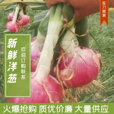 河南洋葱2025新货，精品批发洋葱商超品质量大优惠