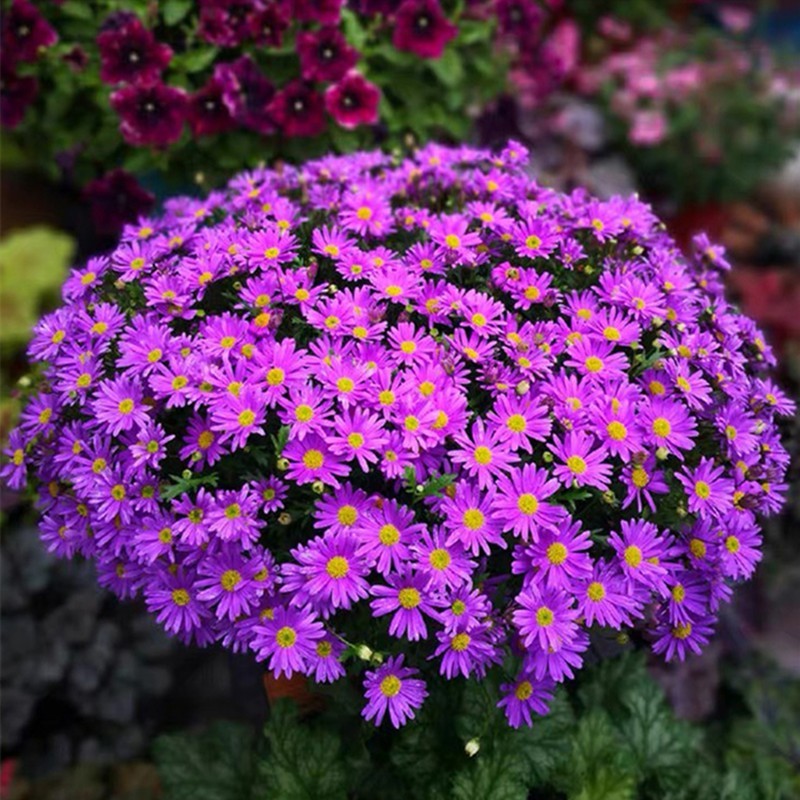 多年生荷兰菊花籽耐寒四季种公园观赏室外庭院开花紫菀花种子