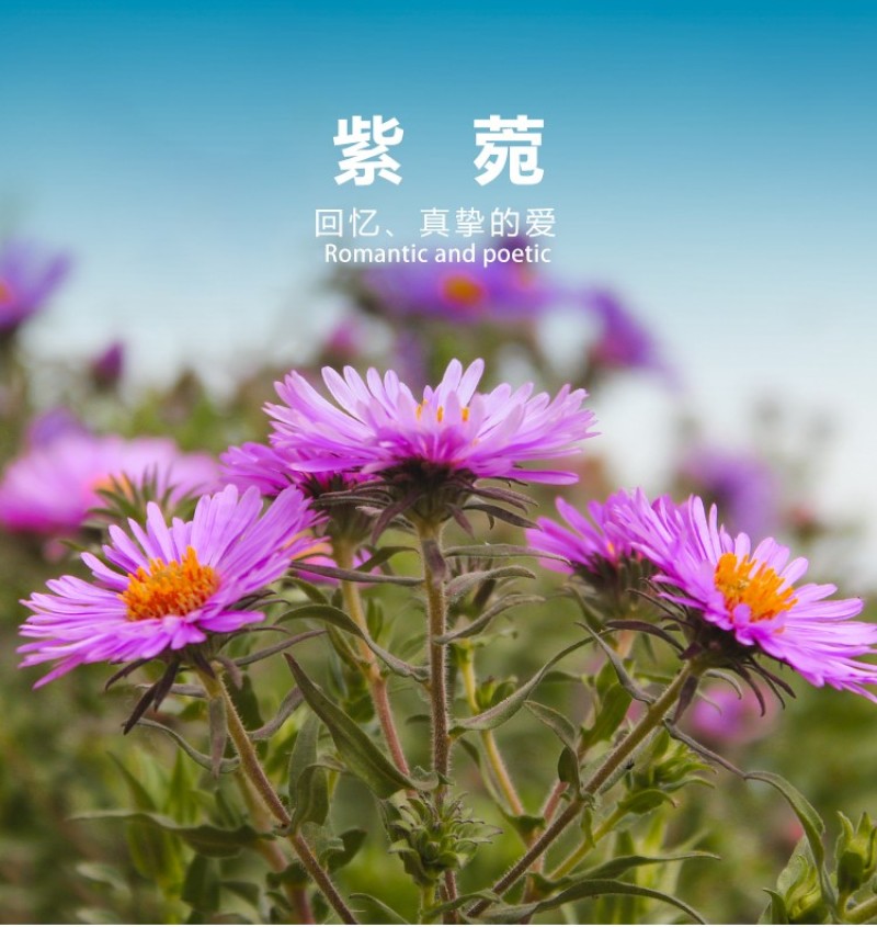 多年生荷兰菊花籽耐寒四季种公园观赏室外庭院开花紫菀花种子