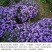 多年生荷兰菊花籽耐寒四季种公园观赏室外庭院开花紫菀花种子