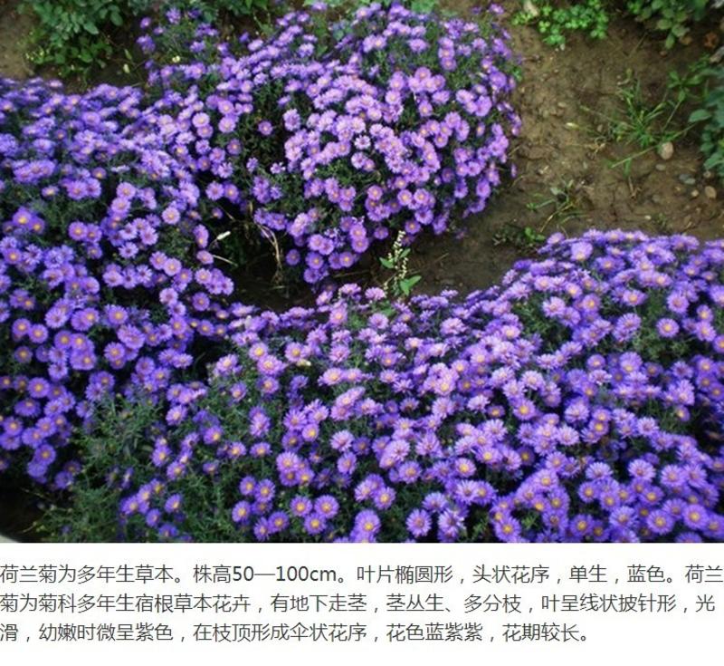 多年生荷兰菊花籽耐寒四季种公园观赏室外庭院开花紫菀花种子