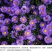 多年生荷兰菊花籽耐寒四季种公园观赏室外庭院开花紫菀花种子