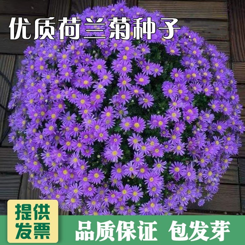 多年生荷兰菊花籽耐寒四季种公园观赏室外庭院开花紫菀花种子