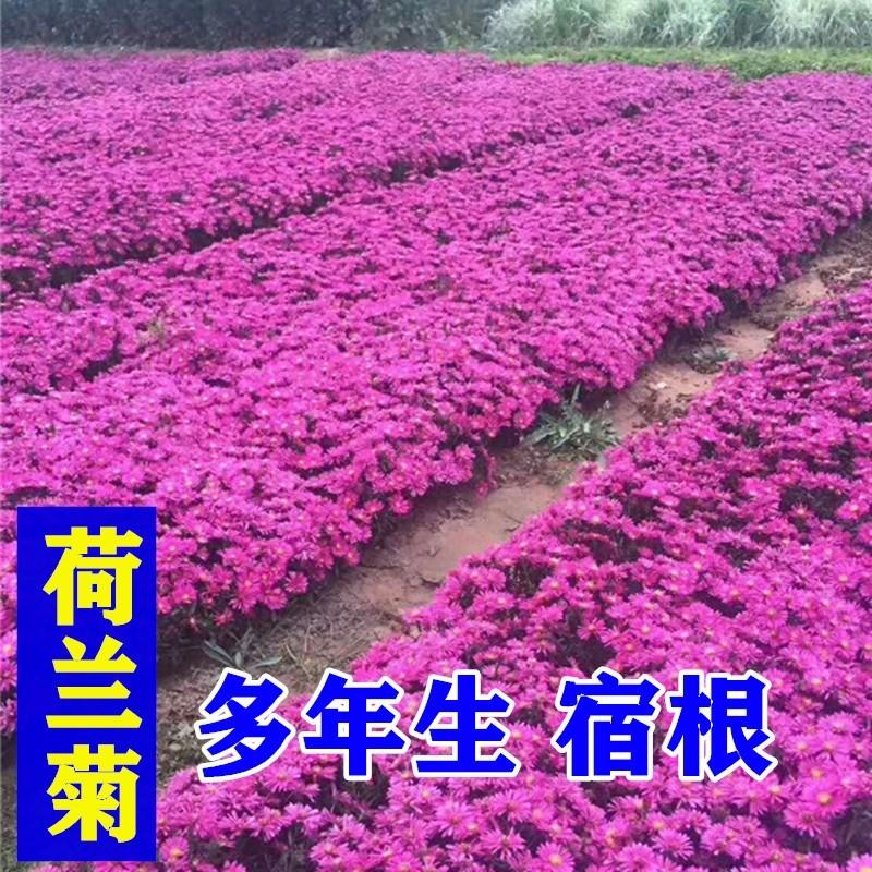 多年生荷兰菊花籽耐寒四季种公园观赏室外庭院开花紫菀花种子