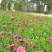 多年生荷兰菊花籽耐寒四季种公园观赏室外庭院开花紫菀花种子