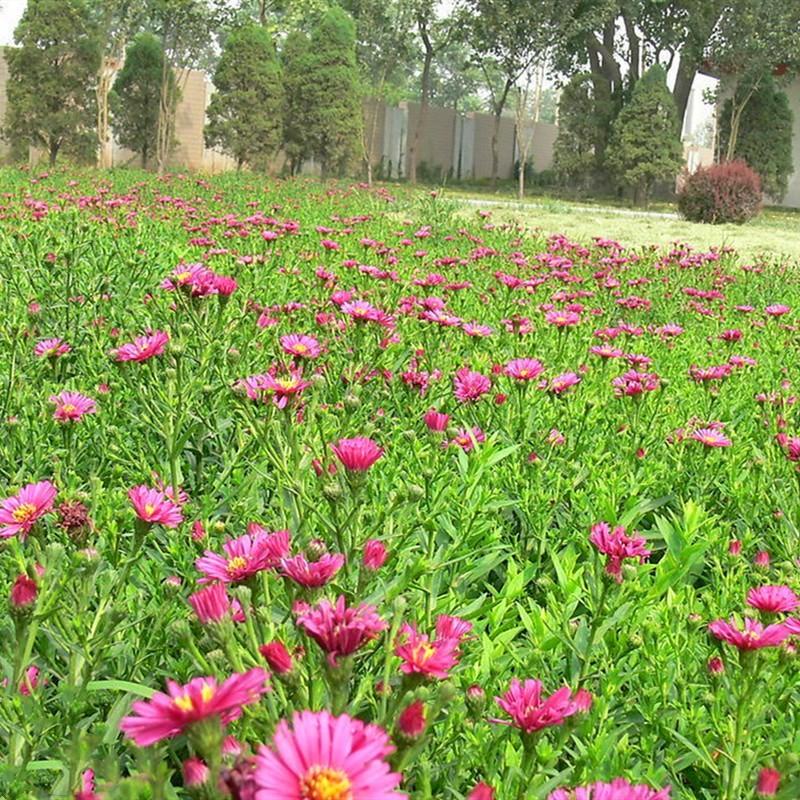 多年生荷兰菊花籽耐寒四季种公园观赏室外庭院开花紫菀花种子
