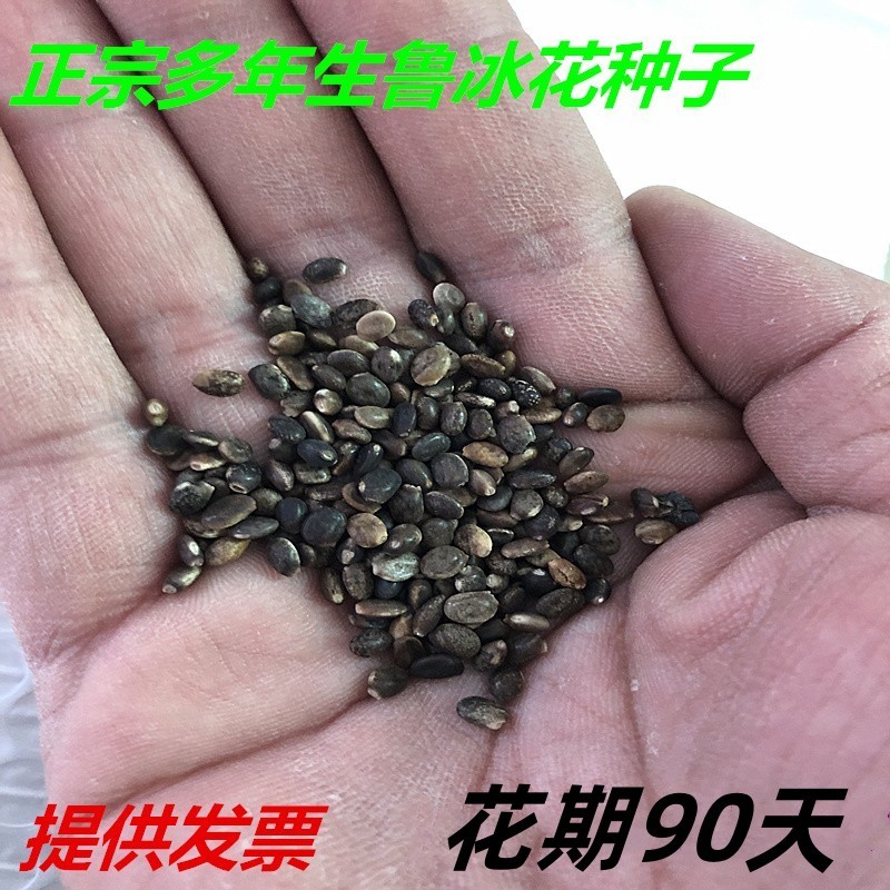 鲁冰花种子羽扇豆四季易种庭院阳台耐寒多年花草籽花海花种子