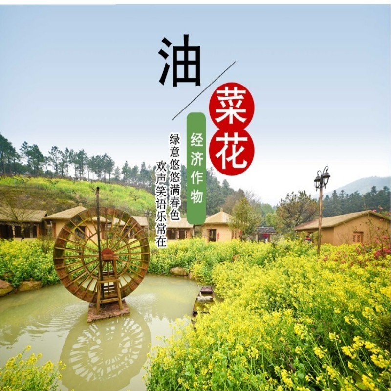 油菜花种子室外高产观赏食用耐寒耐旱春油菜花籽榨油菜籽花海