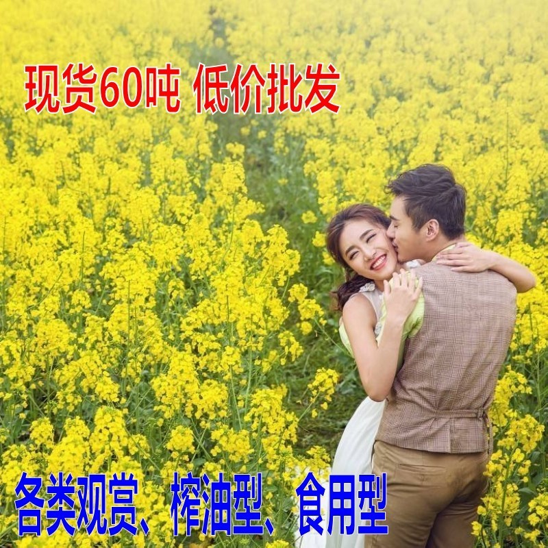 油菜花种子室外高产观赏食用耐寒耐旱春油菜花籽榨油菜籽花海