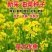 油菜花种子室外高产观赏食用耐寒耐旱春油菜花籽榨油菜籽花海