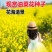 油菜花种子室外高产观赏食用耐寒耐旱春油菜花籽榨油菜籽花海