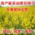 油菜花种子室外高产观赏食用耐寒耐旱春油菜花籽榨油菜籽花海