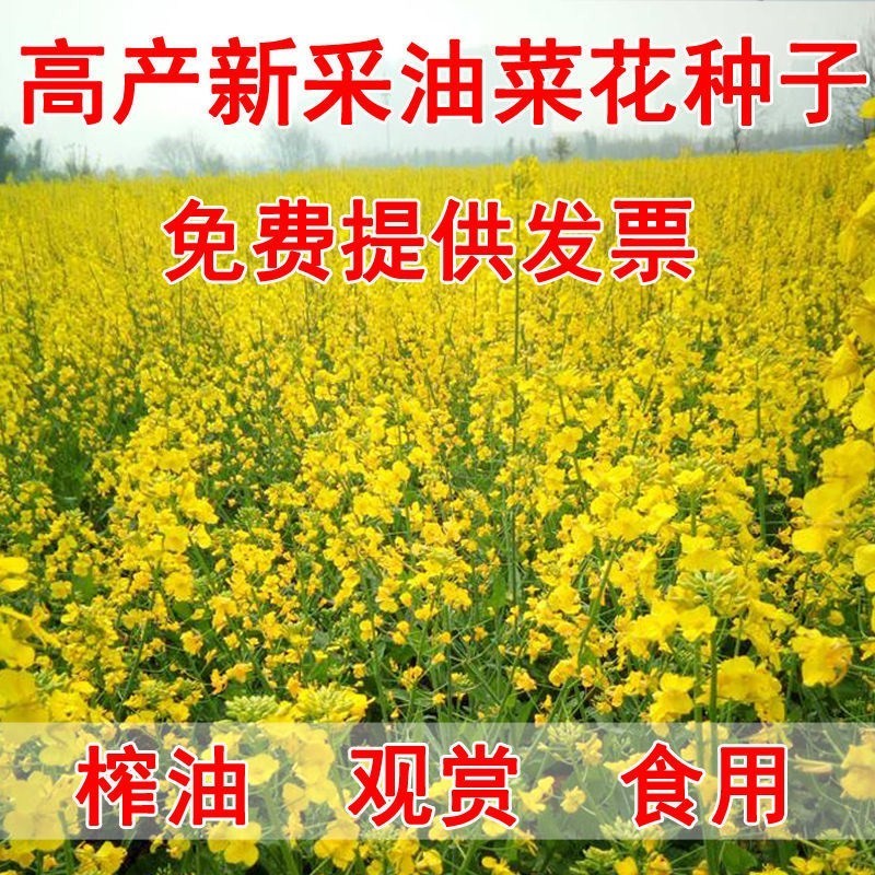 油菜花种子室外高产观赏食用耐寒耐旱春油菜花籽榨油菜籽花海