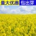 油菜花种子室外高产观赏食用耐寒耐旱春油菜花籽榨油菜籽花海