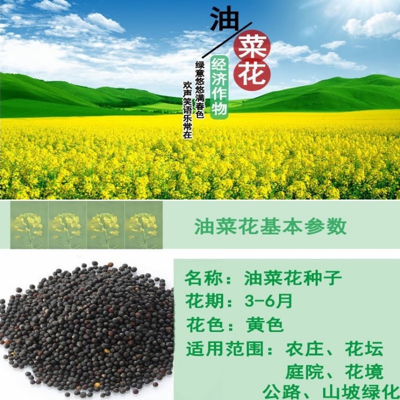油菜花种子室外高产观赏食用耐寒耐旱春油菜花籽榨油菜籽花海