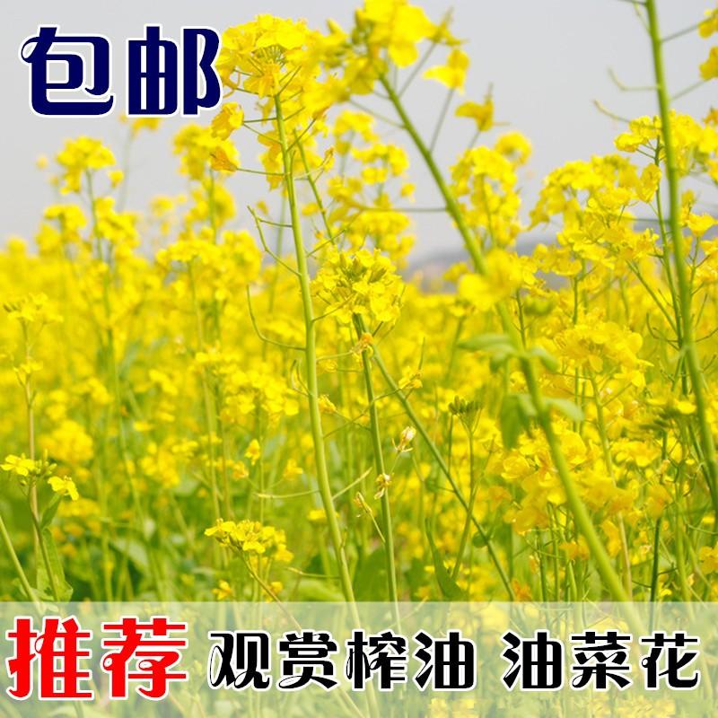 油菜花种子室外高产观赏食用耐寒耐旱春油菜花籽榨油菜籽花海