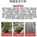 【农友】千禧小番茄苗圣女果嫁接苗抗病性强甜度高