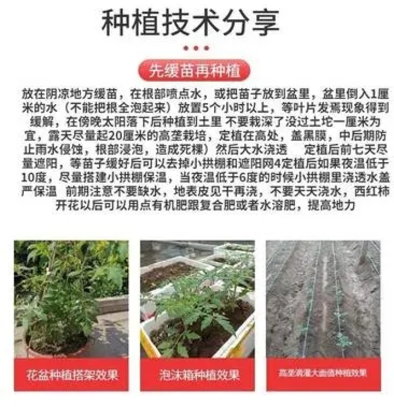 【农友】千禧小番茄苗圣女果嫁接苗抗病性强甜度高