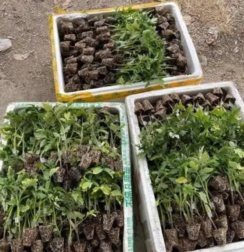 【农友】千禧小番茄苗圣女果嫁接苗抗病性强甜度高