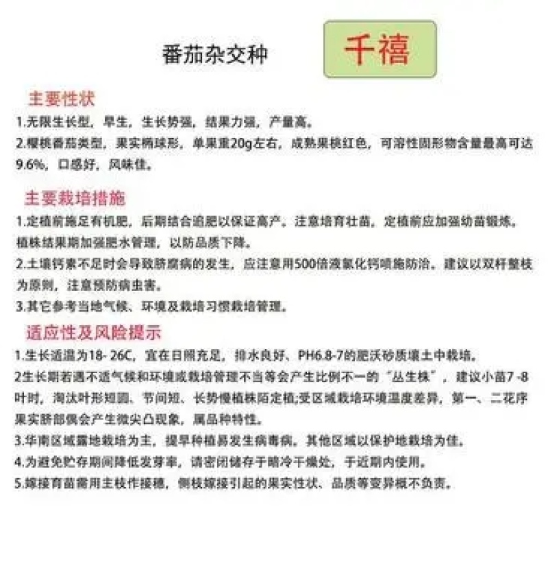 【农友】千禧小番茄苗圣女果嫁接苗抗病性强甜度高