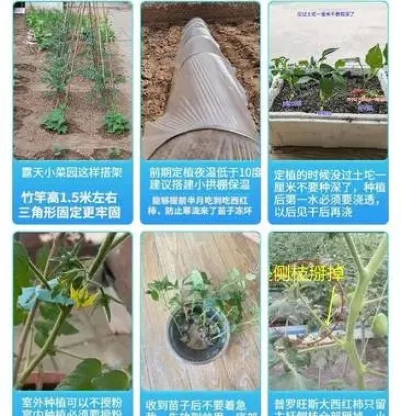 【农友】千禧小番茄苗圣女果嫁接苗抗病性强甜度高
