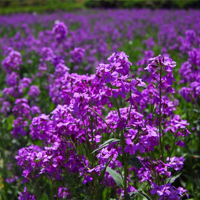 蓝香芥种子四季开花易种室内阳台绿植盆栽庭院花卉种子花籽