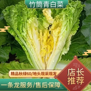 河南新野白菜/竹筒青白菜/精品秋绿60/地头现采现发