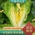 河南新野白菜/竹筒青白菜/精品秋绿60/地头现采现发