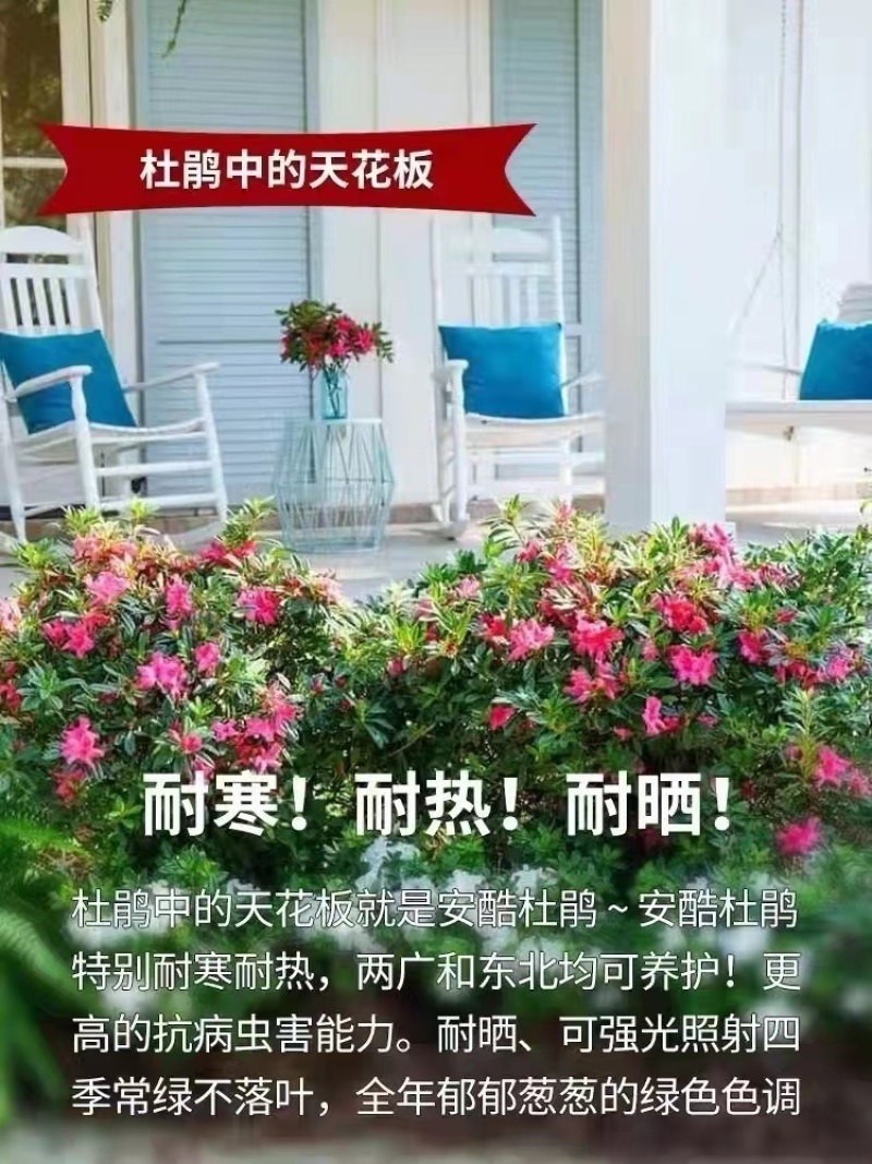 安库杜鹃