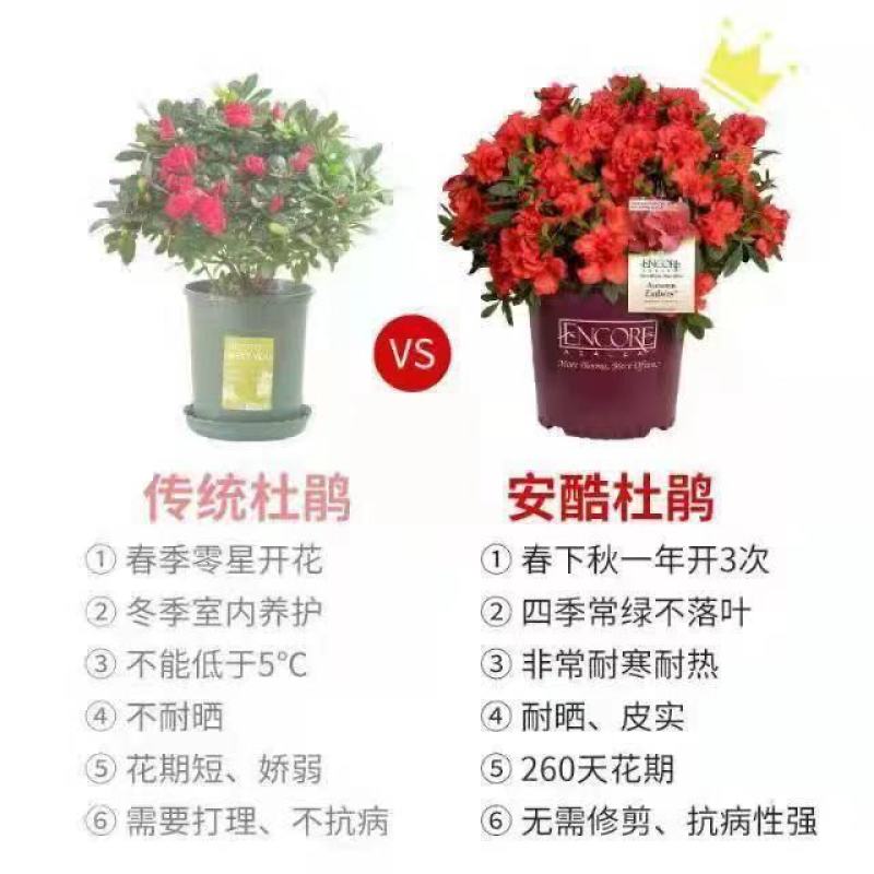 安库杜鹃