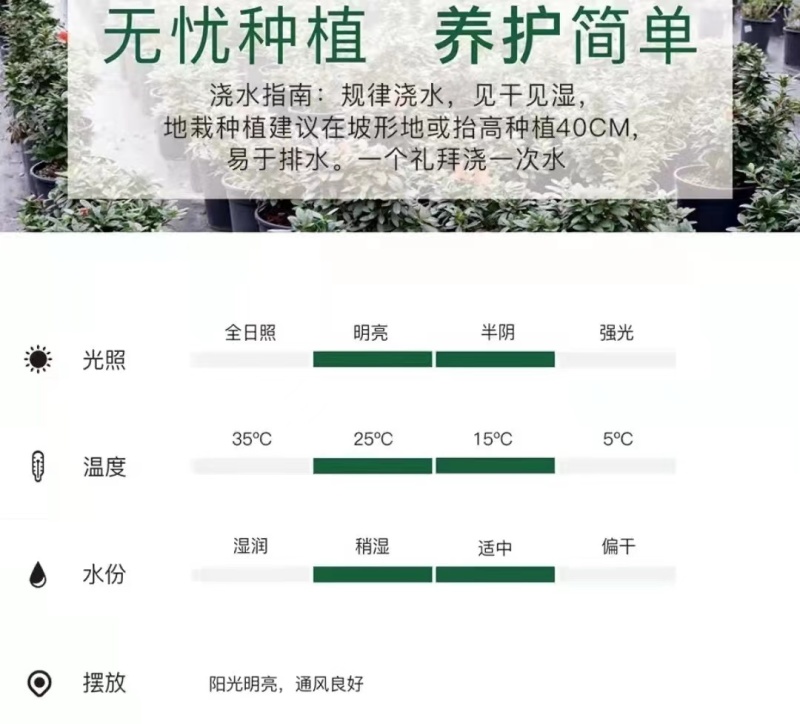安库杜鹃
