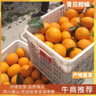 四川眉山仁寿青见清见柑桔柑橘免费提供住宿