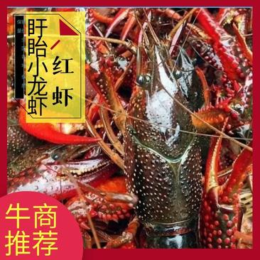 江苏清水小龙虾精1.2两以上不封顶规格全