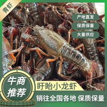 江苏清水小龙虾:789钱硬规格精品品质保证