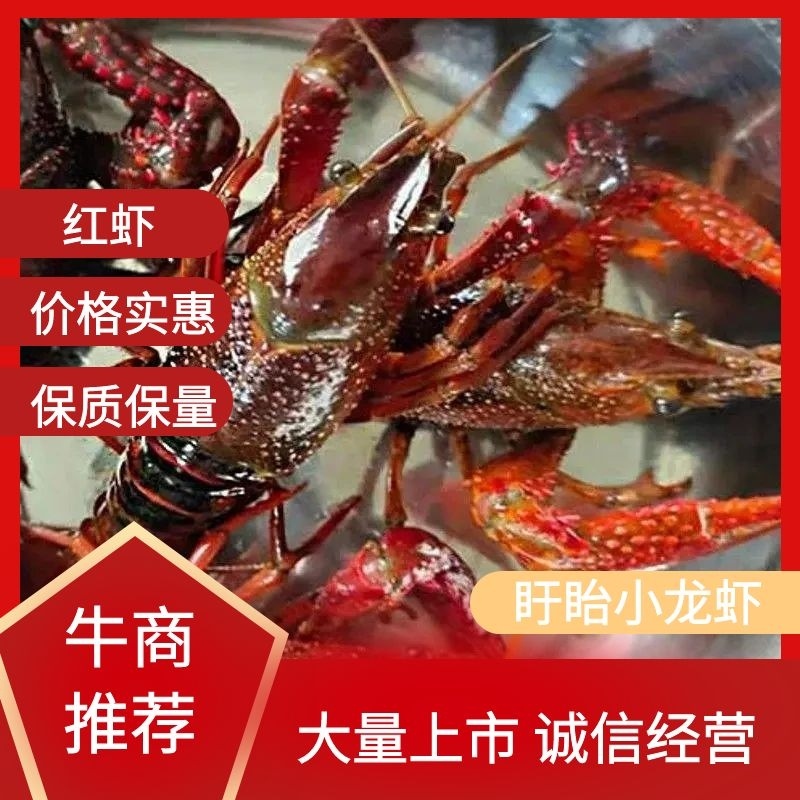 【精品红虾批发】肉紧Q弹食用10~12钱活虾稻田套养