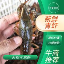 【精品青虾】小龙虾主养食用活虾4~6钱高品质青虾